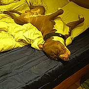 Narko participe au concours pour gagner de l'argent avec cette photo : animal, bed, blanket, brown_and_white_dog, canine, collar, cozy, dog, domestic, fur, indoors, messy_bed, nighttime, pet, pillow, relaxed, resting, sleep, sleeping, wooden_bed_frame