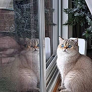 Julio joined the competition — help win amazing prizes! cat, blue_eyes, reflection, glass_door, indoor, carpet, frosted_pine, winter, curious, sitting, fluffy, animal, pet, whiskers, ears, window, natural_light, close_up, domestic, cozy