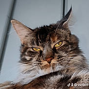 Ully a rejoint le concours — aidez-le/la à gagner de superbes lots ! animal, cat, close_up, cushion, ears, expression, feline, fluffy, fur, home, indoor, muzzle, pet, portrait, relaxed, resting, soft_light, tabby, whiskers, yellow_eyes