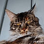 animal, cat, close_up, cushion, ears, expression, feline, fluffy, fur, home, indoor, muzzle, pet, portrait, relaxed, resting, soft_light, tabby, whiskers, yellow_eyes