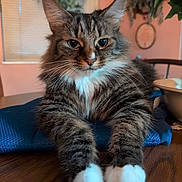 Ziggy joined the competition — help win amazing prizes! animal, blue_cloth, cat, closeup, eyes, face, feline, fluffy, fur, indoor, paws, pet, plant, relaxed, tabby, table, whiskers, white_paws, window, wooden_surface