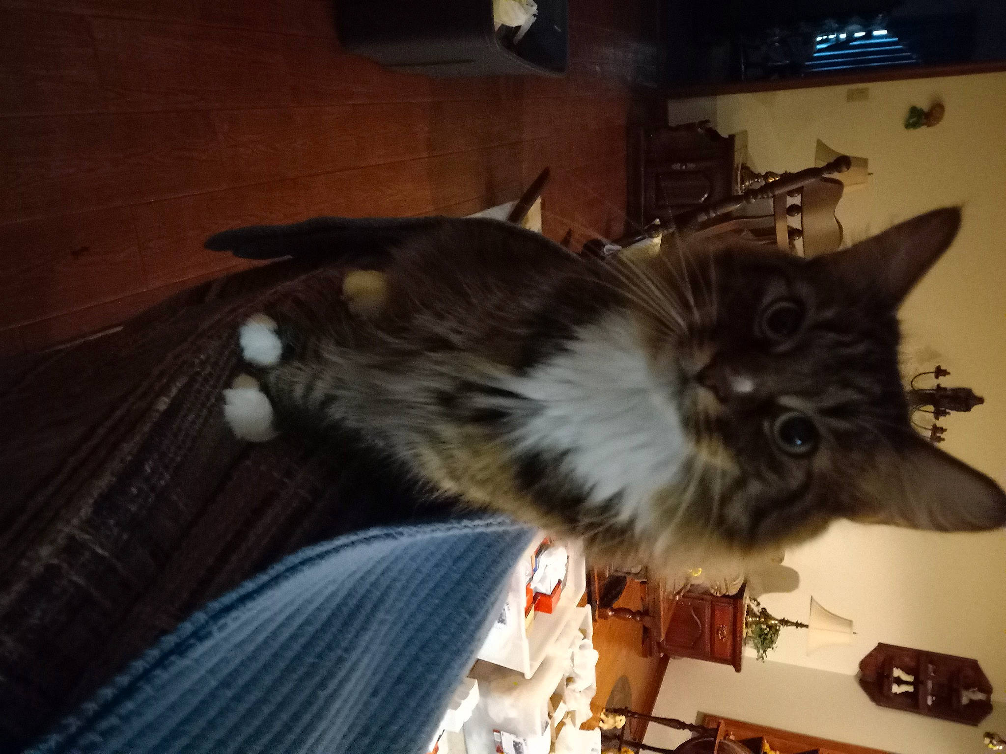 Ziggy is registered to the contest to win money with this photo: black_cat, canidae, carnivore, cat, dog_breed, domestic_short_haired_cat, ear, fawn, felidae, fur, paw, small_to_medium_sized_cats, snout, tail, whiskers