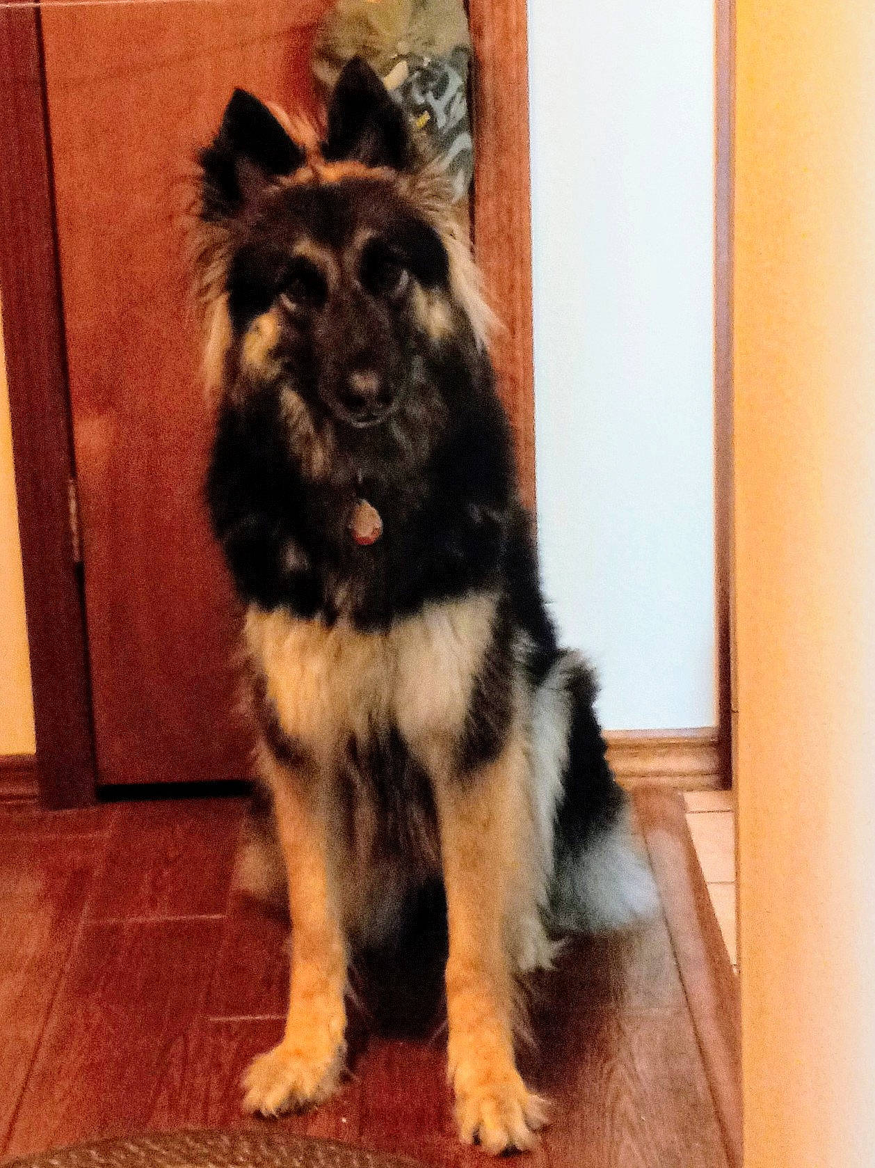 Sasha joined the competition — help win amazing prizes! canidae, carnivore, companion_dog, dog, dog_breed, fawn, flooring, fur, giant_dog_breed, hardwood, herding_dog, non_sporting_group, snout, sporting_group, tail, terrestrial_animal, toy_dog, wood, working_animal, working_dog