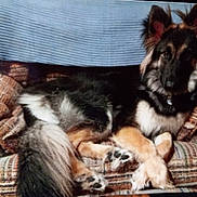 Sasha joined the competition — help win amazing prizes! animal, blanket, canine, comfort, couch, cozy, dog, domestic_animal, ears, fur, furniture, home, indoor, living_room, long_hair, paws, pet, relaxed, resting, seated