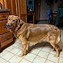 animal, brown, canine, collar, dog, domestic_animal, floor, friendly, fur, furniture, golden_retriever, home, indoor, kitchen, mammal, pet, smiling, standing, tile_floor, wooden_cabinets