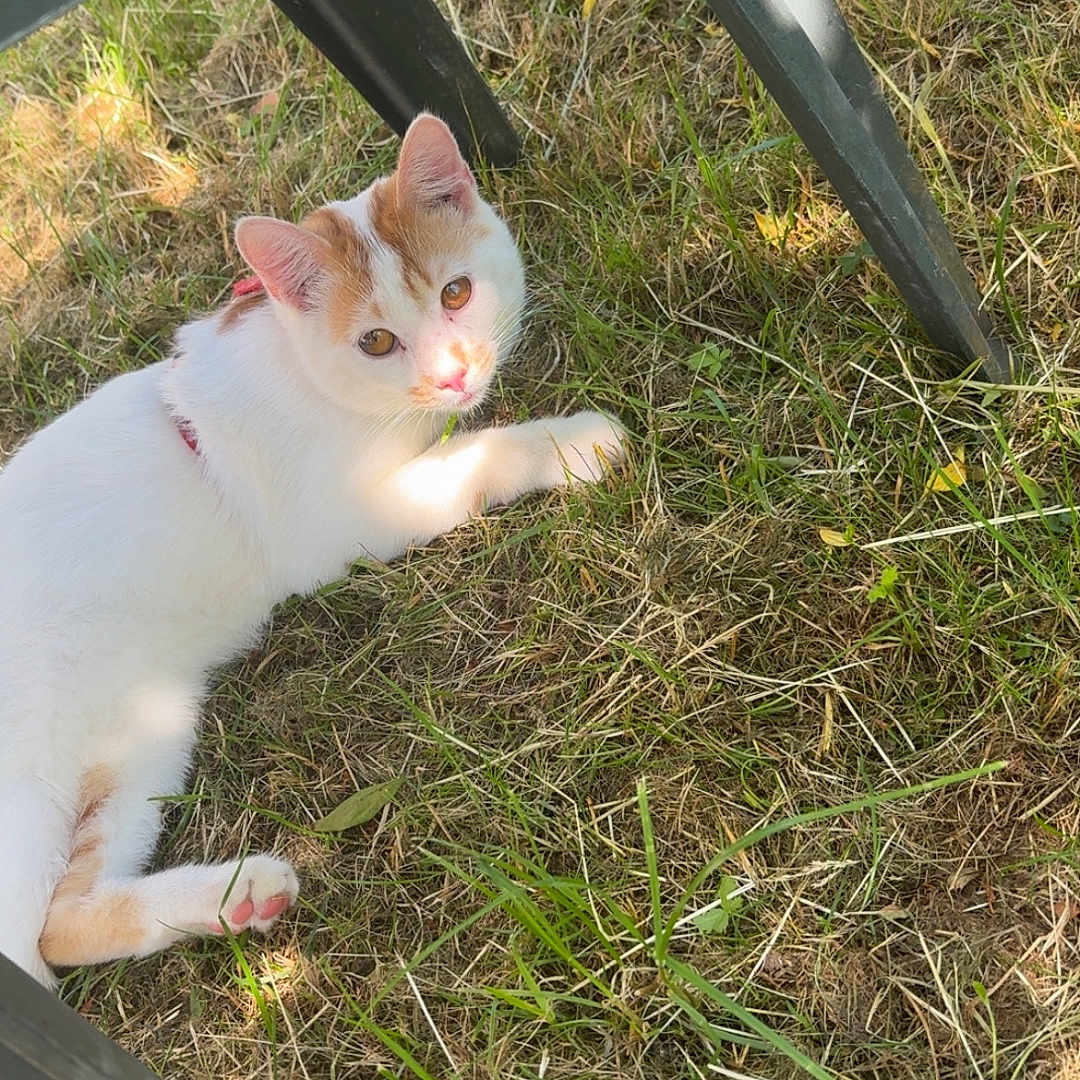 Simba participe au concours pour gagner de l'argent avec cette photo : animal, cat, chair, curious, daylight, ears, feline, grass, ground, nature, orange_and_white_cat, outdoor, paw, pet, plastic_chair, relaxed, resting, shade, summer, sunlight