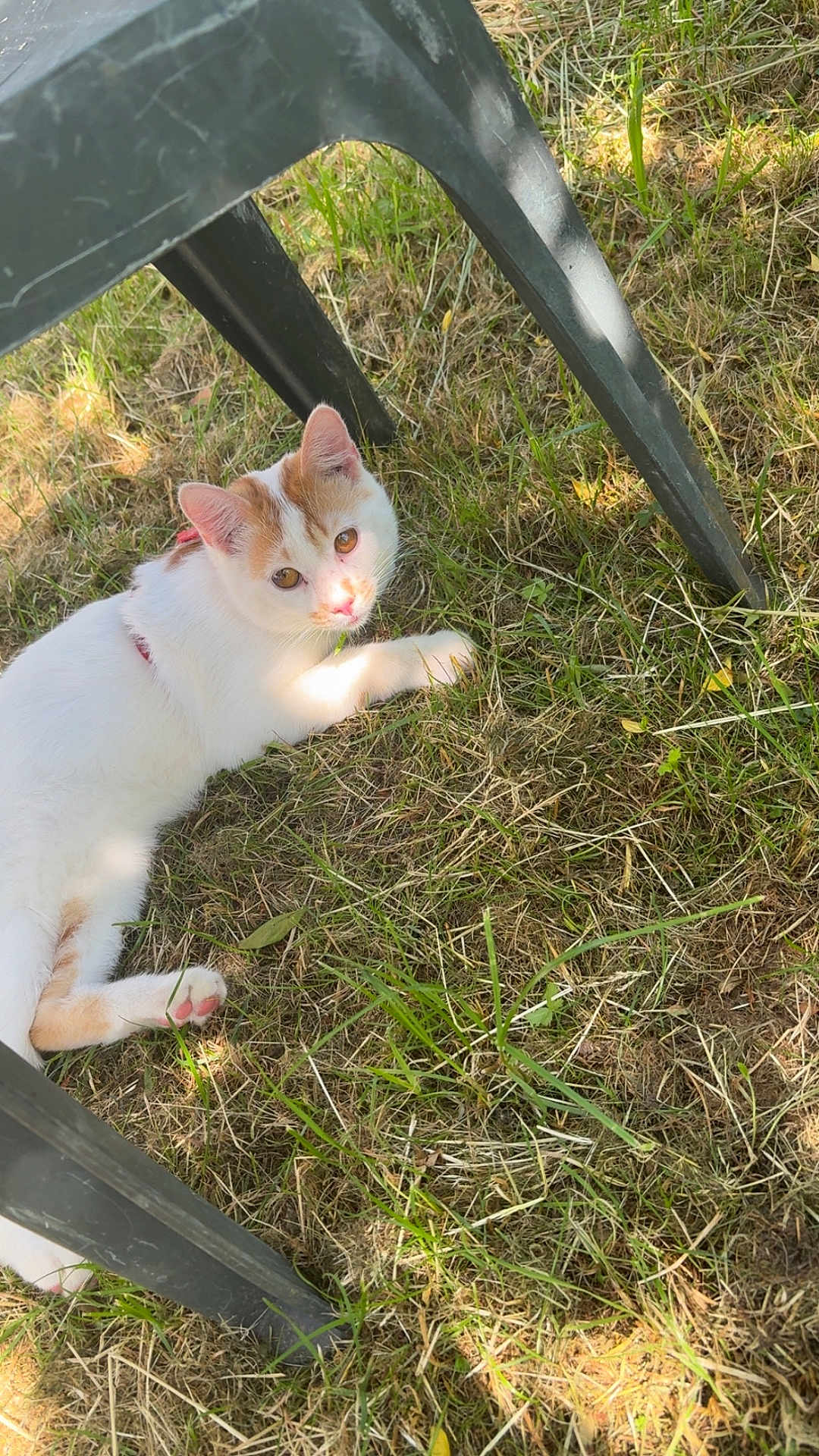 Simba participe au concours pour gagner de l'argent avec cette photo : cat, animal, grass, outdoor, sunlight, chair, plastic_chair, pet, feline, resting, nature, summer, daylight, curious, orange_and_white_cat, paw, ears, ground, relaxed, shade