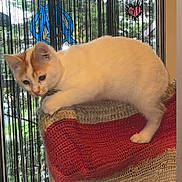 Simba participe au concours pour gagner de l'argent avec cette photo : cat, kitten, chair, knitted_blanket, window, decorative_stickers, indoor, curious, white_cat, orange_cat, pet, furniture, table, remote_control, glass, greenery, playful, domestic_animal, cozy, home