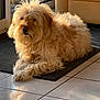 dog, fluffy, light_brown, indoor, mat, sunlight, glass_door, couch, tile_floor, relaxed, pet, fur, laying_down, cozy, home, shadow, reflection, window, domestic_animal, companion