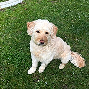 Lafayette participe au concours pour gagner de l'argent avec cette photo : dog, grass, outdoor, pet, animal, cute, fluffy, canine, nature, sitting, white_flowers, greenery, fur, tail, ears, nose, eyes, park, daylight, garden