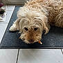 Lafayette participe au concours pour gagner de l'argent avec cette photo : dog, curly_fur, bone, mat, indoor, tile_floor, door, pet, chewing, brown_dog, curly_hair, close_up, animal, relaxed, floor, domestic, cute, laying_down, snack, companion