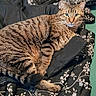 animal, bed, black_blanket, blanket, cat, curious, ears, eyes, feline, floral_pattern, fur, green_bedspread, home, indoor, pet, resting, sleeping_area, striped_fur, tabby_cat, whiskers