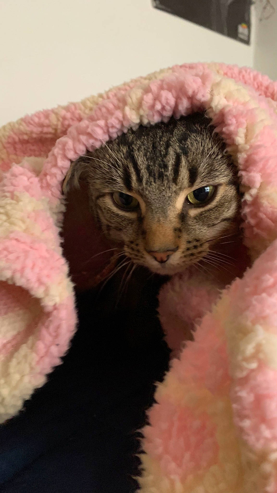 Simba joined the competition — help win amazing prizes! art, carnivore, cat, cat_bed, claw, close_up, domestic_short_haired_cat, fawn, felidae, fur, magenta, peach, pink, small_to_medium_sized_cats, snout, terrestrial_animal, thread, whiskers, wool, woolen