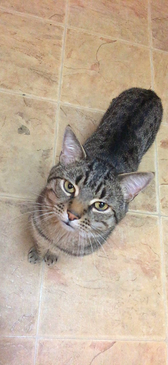 Simba joined the competition — help win amazing prizes! carnivore, cat, domestic_short_haired_cat, door, felidae, fur, paw, small_to_medium_sized_cats, snout, tail, terrestrial_animal, whiskers, wildlife