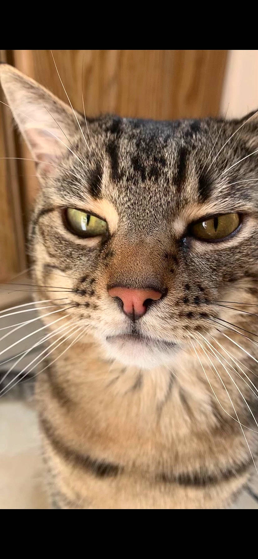 Simba is registered to the contest to win money with this photo: carnivore, cat, close_up, curious, domestic_short_haired_cat, door, felidae, fur, grass, paw, plant, small_to_medium_sized_cats, snout, terrestrial_animal, tree, whiskers, wildlife, window