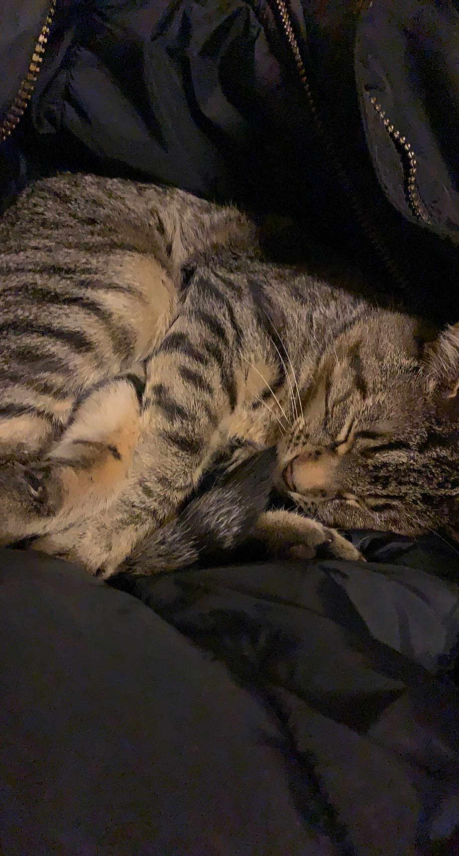 Simba