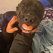 Hankie Pankie joined the competition — help win amazing prizes! dog, black_dog, fake_teeth, smiling, person, hand, bed, blanket, floral_pattern, blue_blanket, indoors, pet, cute, funny, animal, face_closeup, mouth, teeth, holding, cozy