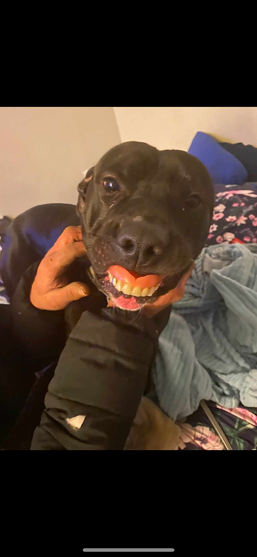 Hankie Pankie joined the competition — help win amazing prizes! dog, black_dog, fake_teeth, smiling, person, hand, bed, blanket, floral_pattern, blue_blanket, indoors, pet, cute, funny, animal, face_closeup, mouth, teeth, holding, cozy