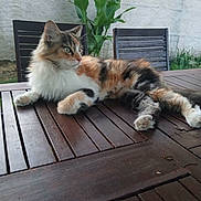 Chipie a rejoint le concours — aidez-le/la à gagner de superbes lots ! cat, calico_cat, fluffy, long_hair, feline, pet, animal, lounging, lying_down, outdoor, patio, wooden_table, garden, chairs, plants, greenery, wall, whiskers, ears, relaxed