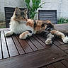 cat, calico_cat, fluffy, long_hair, feline, pet, animal, lounging, lying_down, outdoor, patio, wooden_table, garden, chairs, plants, greenery, wall, whiskers, ears, relaxed