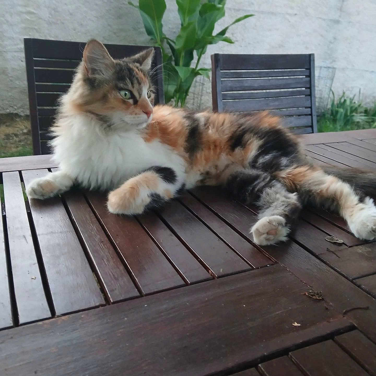 Chipie