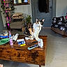 blanket, calico_cat, cat, chair, coat, coffee_table, cushions, decor, door, foot, houseplant, indoor, lighter, living_room, lotion, mirror, plant, remote_control, shelf, wooden_floor