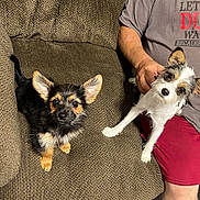 Huxley joined the competition — help win amazing prizes! dog, puppy, two_dogs, couch, sofa, living_room, person, arm, hand, shorts, tshirt, wood_floor, ears, fur, black_fur, white_fur, brown_fur, looking_up, pet, indoor