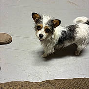 Pepper is registered to the contest to win money with this photo: dog, small_dog, mixed_breed, terrrier_like, scruffy_fur, white_fur, black_fur, brown_markings, looking_up, eyes, ears, collar, indoor, hardwood_floor, slipper, stuffed_toy, shoe, pet, companion_animal, curious