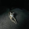 Goonkie joined the competition — help win amazing prizes! animal, carpet, cat, cute, domestic_cat, floor, fur, green_eyes, home, indoor, looking_up, low_light, mammal, pet, quiet, relaxed, shadow, stretching, tabby_cat, whiskers