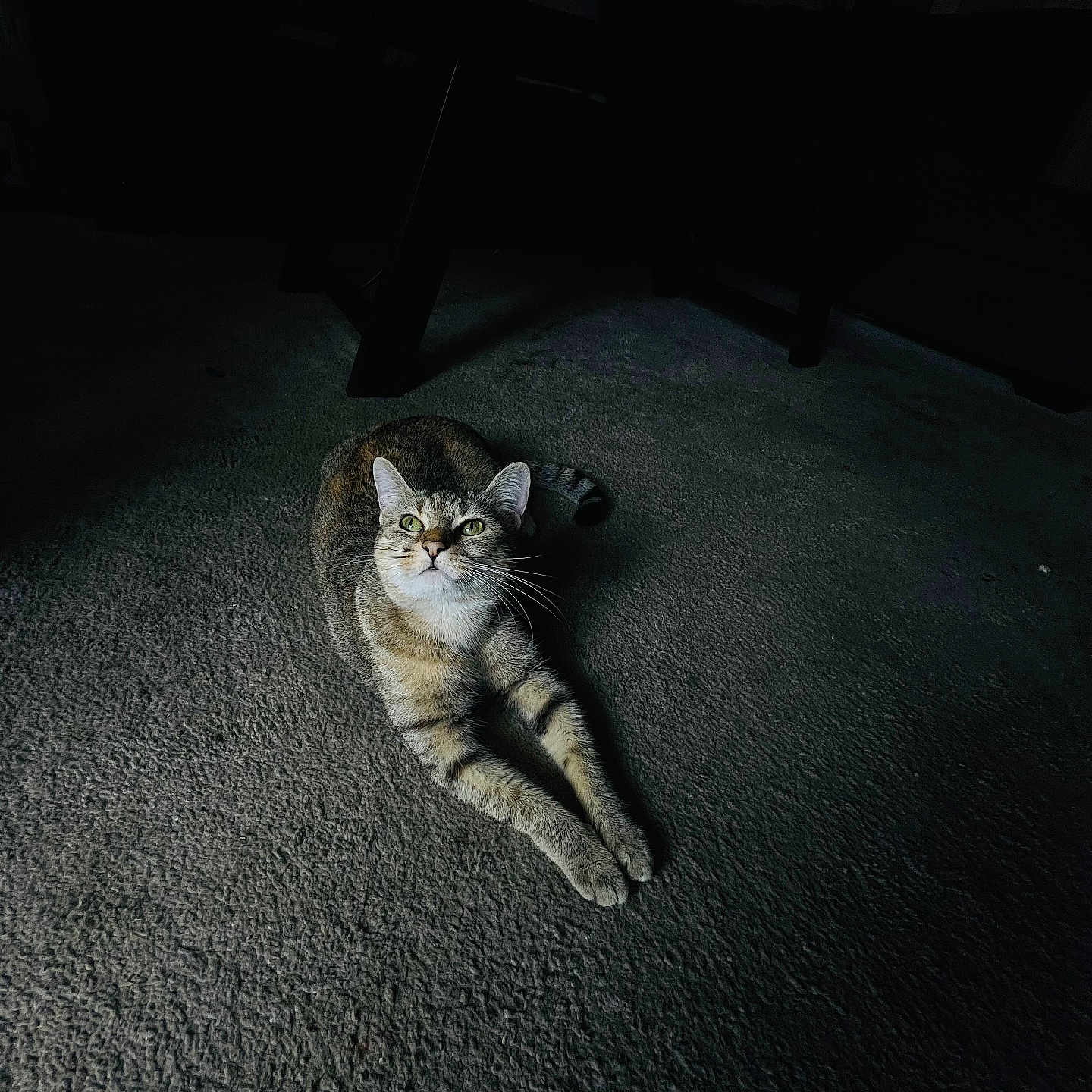 Goonkie joined the competition — help win amazing prizes! animal, carpet, cat, cute, domestic_cat, floor, fur, green_eyes, home, indoor, looking_up, low_light, mammal, pet, quiet, relaxed, shadow, stretching, tabby_cat, whiskers
