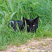 Balou a rejoint le concours — aidez-le/la à gagner de superbes lots ! black_cat, cat, grass, greenery, outdoor, nature, animal, pet, stealth, eyes, feline, wildlife, camouflage, ground, plants, curious, mischievous, quiet, alert, fur