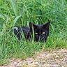 black_cat, cat, grass, greenery, outdoor, nature, animal, pet, stealth, eyes, feline, wildlife, camouflage, ground, plants, curious, mischievous, quiet, alert, fur