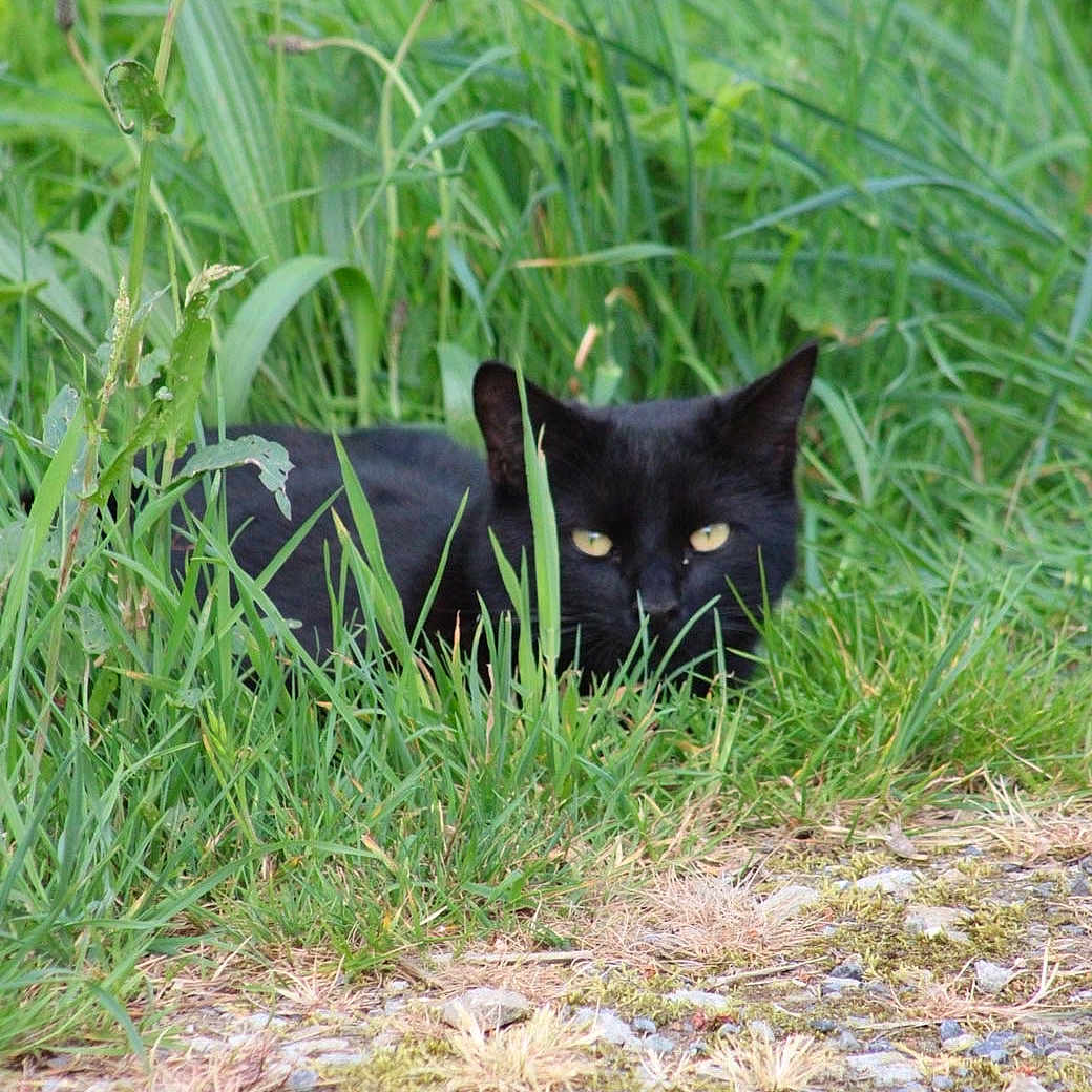 Balou a rejoint le concours — aidez-le/la à gagner de superbes lots ! black_cat, cat, grass, greenery, outdoor, nature, animal, pet, stealth, eyes, feline, wildlife, camouflage, ground, plants, curious, mischievous, quiet, alert, fur