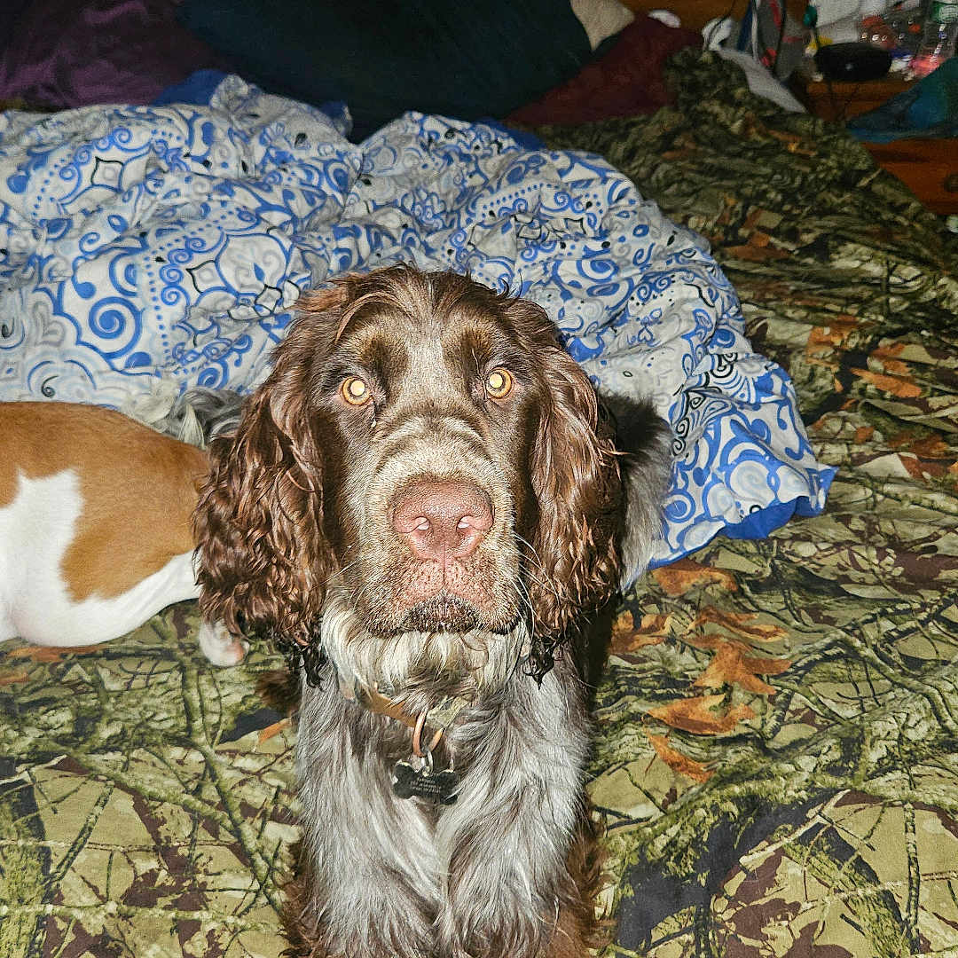 Remington