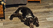 Remington joined the competition — help win amazing prizes! dog, floor, wooden_floor, indoor, furniture, couch, side_table, sock, pet, brown_dog, black_dog, relaxed, laying_down, home, living_room, carpet, wood, domestic_animal, animal, resting
