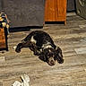 dog, floor, wooden_floor, indoor, furniture, couch, side_table, sock, pet, brown_dog, black_dog, relaxed, laying_down, home, living_room, carpet, wood, domestic_animal, animal, resting