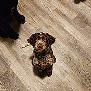 Remington joined the competition — help win amazing prizes! dog, puppy, floor, wooden_floor, brown_dog, black_dog, collar, pet, animal, indoor, looking_up, footwear, boot, waiting, cute, young_dog, domestic_animal, canine, three_dogs, flooring
