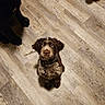 dog, puppy, floor, wooden_floor, brown_dog, black_dog, collar, pet, animal, indoor, looking_up, footwear, boot, waiting, cute, young_dog, domestic_animal, canine, three_dogs, flooring
