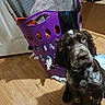 Remington joined the competition — help win amazing prizes! puppy, dog, indoor, wooden_floor, laundry_basket, purple, clothes, household_items, curious, pet, flooring, domestic, young_dog, looking_up, sitting, canine, cute, home, domestic_animal, living_space