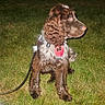Remington is registered to the contest to win money with this photo: dog, brown_dog, curly_fur, grass, night, leash, harness, car, white_car, outdoor, pet, animal, sitting, person_legs, boots, jeans, dark, canine, domestic_animal, companion