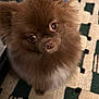 affenpinscher, animal, canine, cat, chihuahua, cockerspaniel, cushion, dog, eskimodog, hardwood, homedecor, indoors, interiordesign, kitten, papillon, pet, puppy, rug, snout, wood