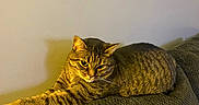 Finn joined the competition — help win amazing prizes! cat, tabby, couch, furniture, indoor, pet, relaxed, shadow, wall, picture_frame, home, cozy, animal, mammal, resting, feline, domestic, fur, alert, living_room