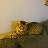 cat, tabby, couch, furniture, indoor, pet, relaxed, shadow, wall, picture_frame, home, cozy, animal, mammal, resting, feline, domestic, fur, alert, living_room