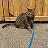 cat, tabby_cat, leash, collar, outdoor, pavement, wooden_fence, sunlight, pet, animal, curious, sitting, striped_fur, domestic_cat, feline, closeup, daylight, nature, looking_away, ground