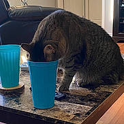 Finn joined the competition — help win amazing prizes! cat, tabby_cat, blue_cup, coffee_table, marble_table, living_room, lamp, leather_chair, door, wooden_floor, curious, pet, indoor, feline, household, tabletop, remote_control, cozy, playful, mischievous