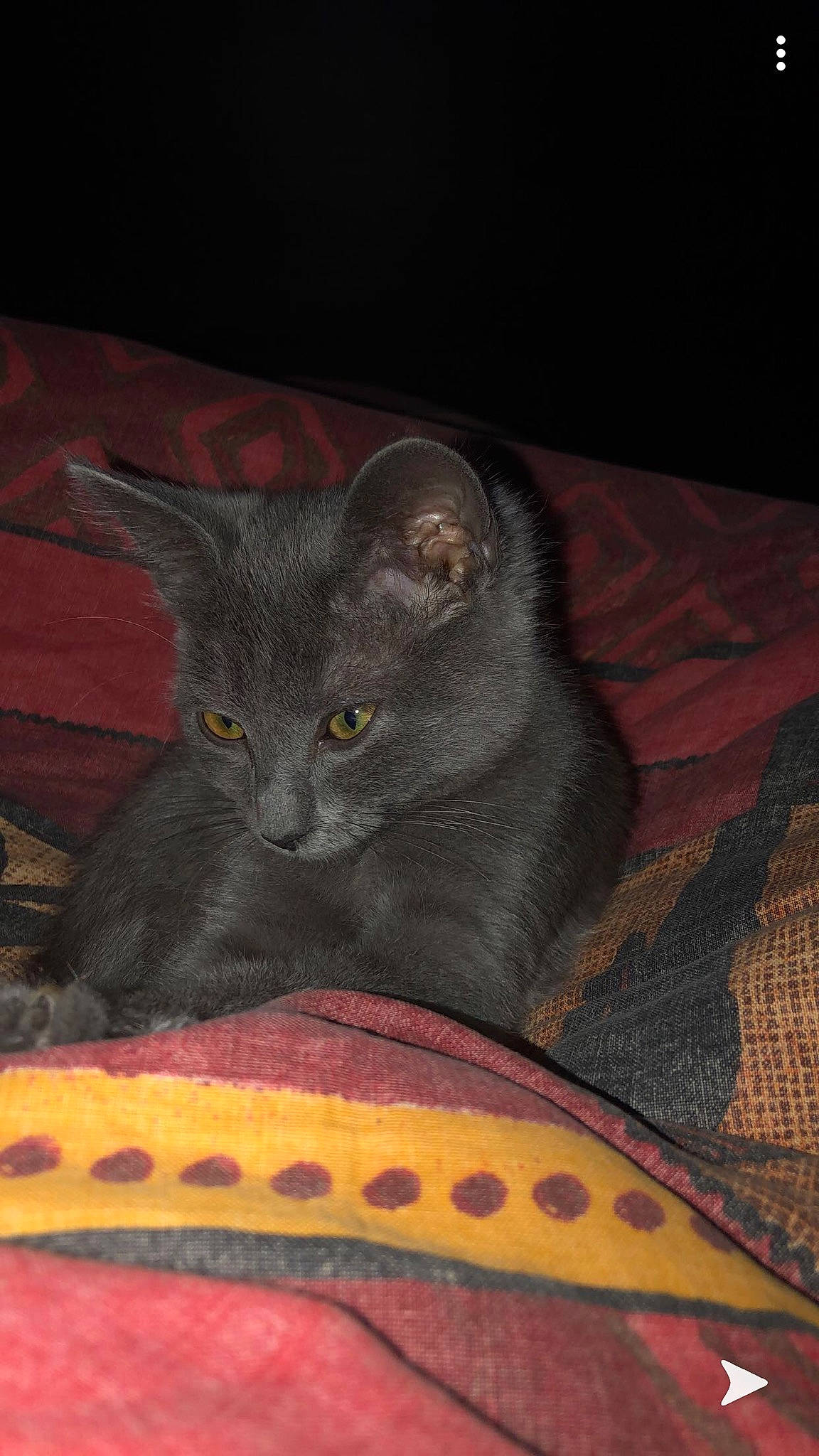 Fuji a rejoint le concours — aidez-le/la à gagner de superbes lots ! asian, carnivore, cat, chartreux, domestic_short_haired_cat, felidae, kitten, korat, mammal, nebelung, russian_blue, small_to_medium_sized_cats, whiskers