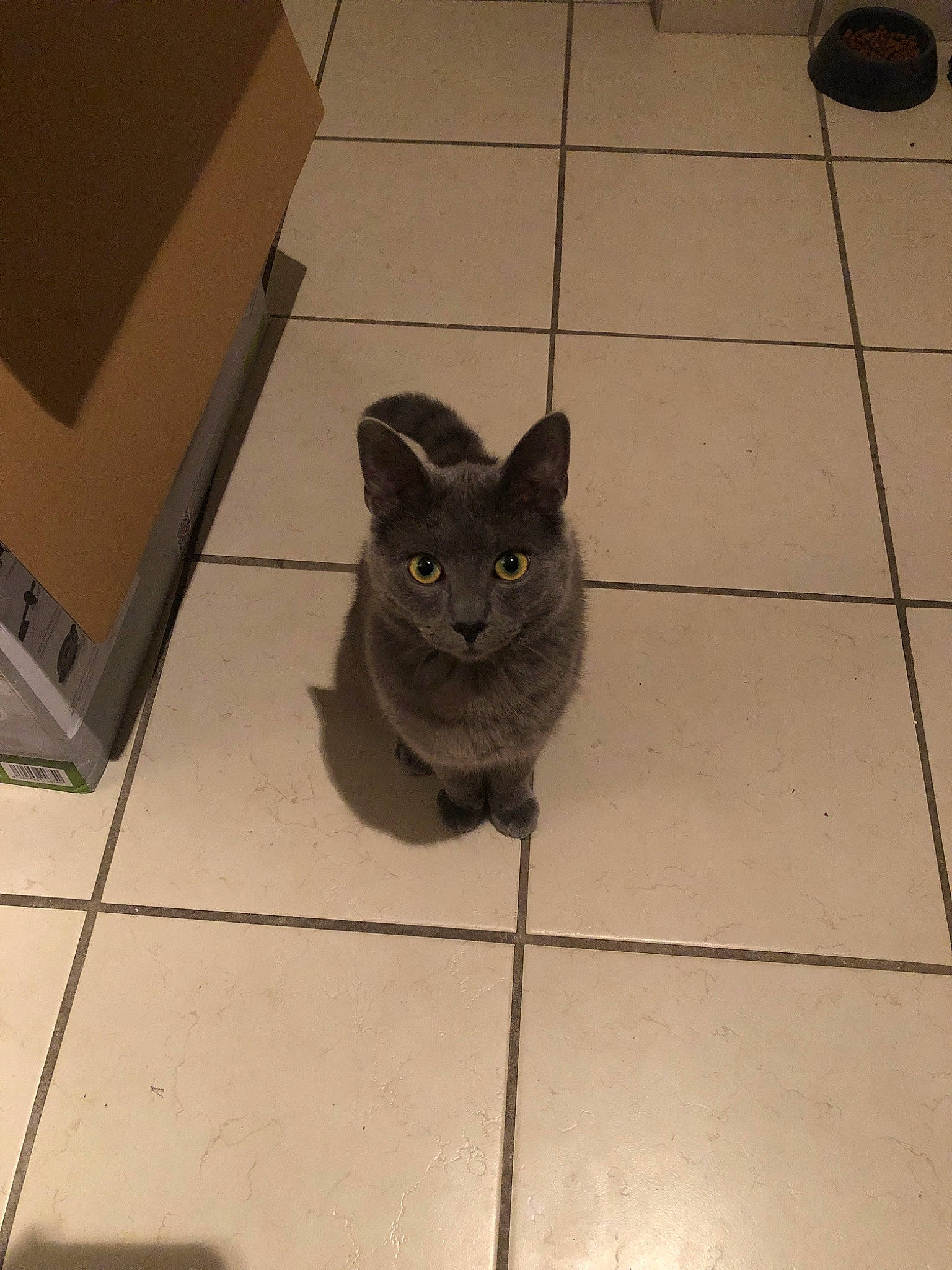 Fuji participe au concours pour gagner de l'argent avec cette photo : british_shorthair, burmese, carnivore, cat, chartreux, domestic_short_haired_cat, european_shorthair, felidae, floor, flooring, kitten, korat, mammal, nebelung, russian_blue, small_to_medium_sized_cats, snout, tail, tile, whiskers