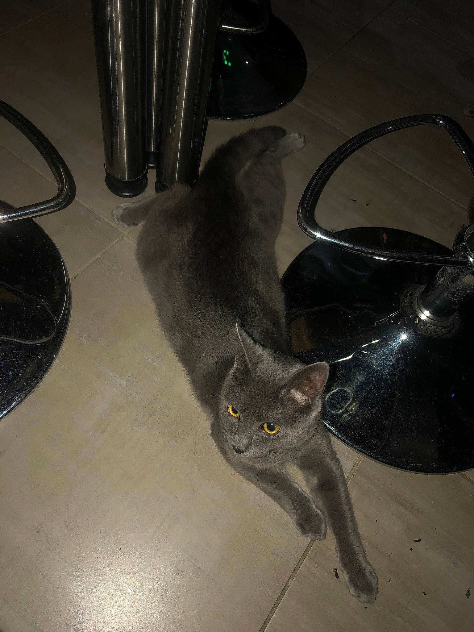 Fuji a rejoint le concours — aidez-le/la à gagner de superbes lots ! british_shorthair, carnivore, cat, chartreux, domestic_short_haired_cat, felidae, korat, russian_blue, small_to_medium_sized_cats, tail, whiskers