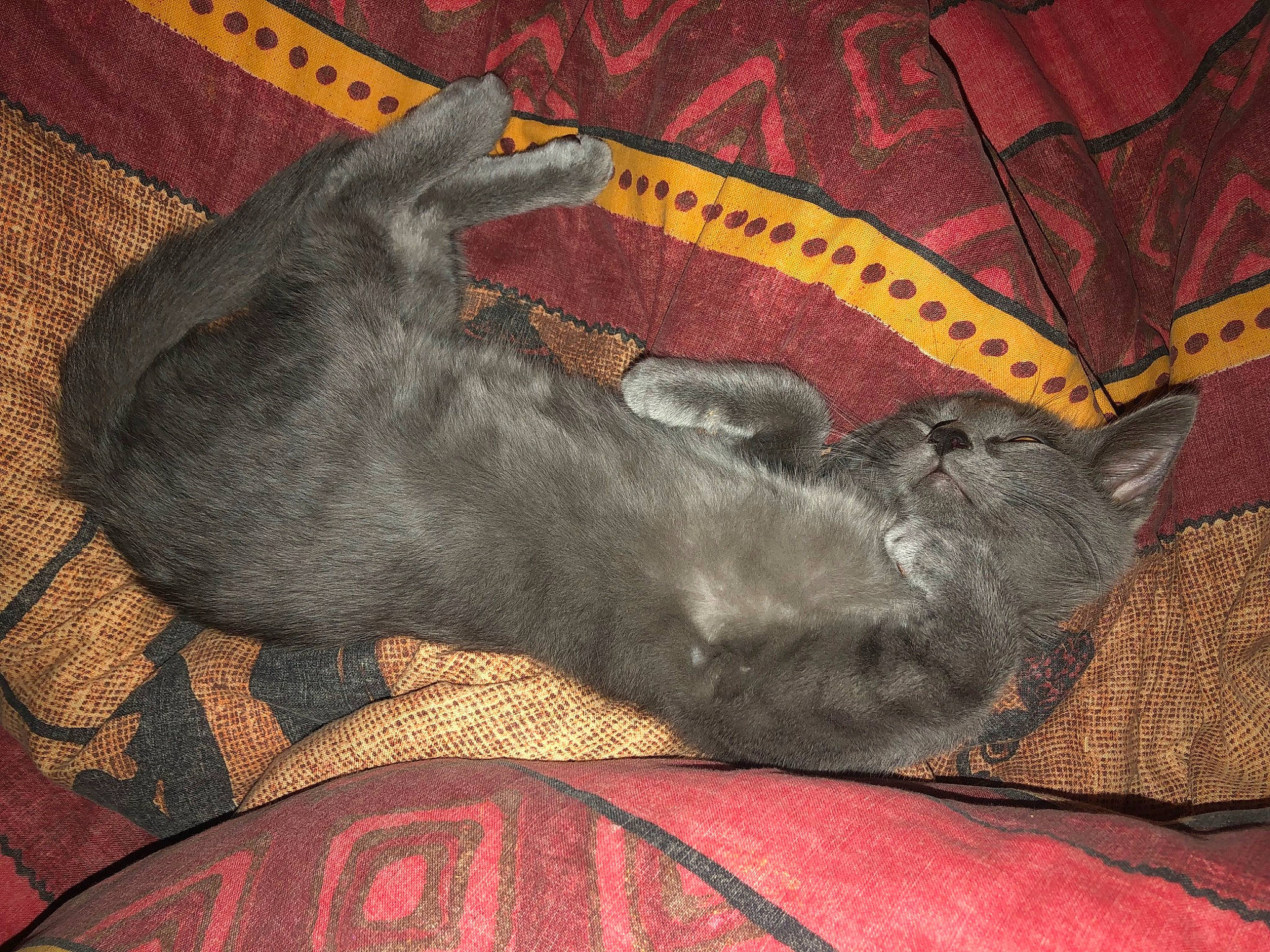 Fuji participe au concours pour gagner de l'argent avec cette photo : canidae, carnivore, dog_breed