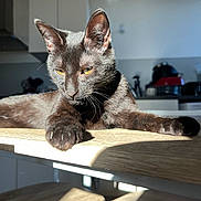 Moon participe au concours pour gagner de l'argent avec cette photo : cat, black_cat, animal, pet, feline, indoor, sunlight, table, wood, kitchen, relaxing, yellow_eyes, fur, whiskers, paw, shadow, domestic, mammal, cute, resting
